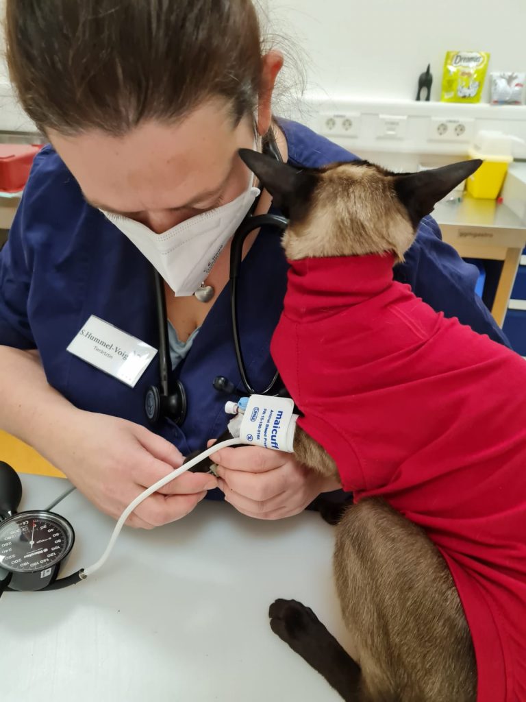 Foto von einer Blutdruckmessung bei einer Katze